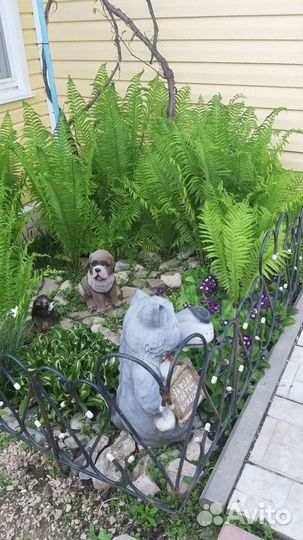 Папоротник