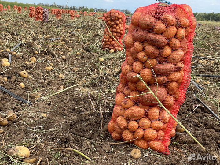 Морковь оптом морковка и картошка