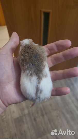 Мастомисы группой