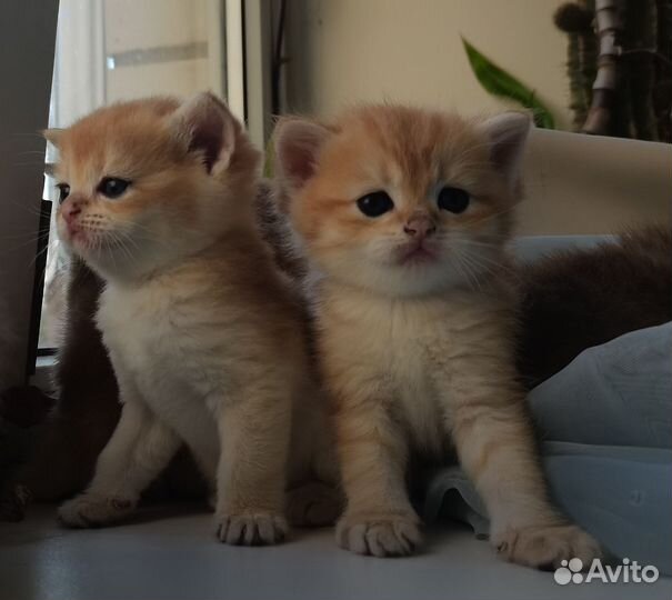 Котята драгоценного окраса