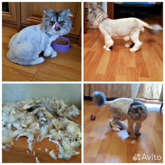 Стрижка собак и кошек. Без наркоза