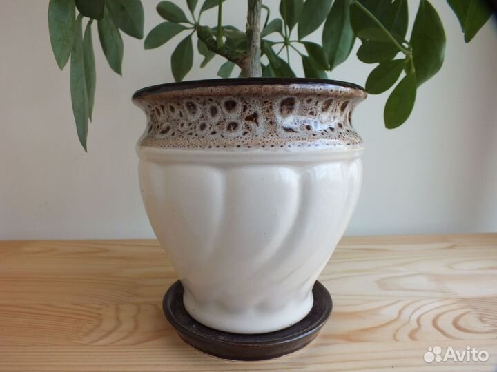 Комнатные цветы шефлера