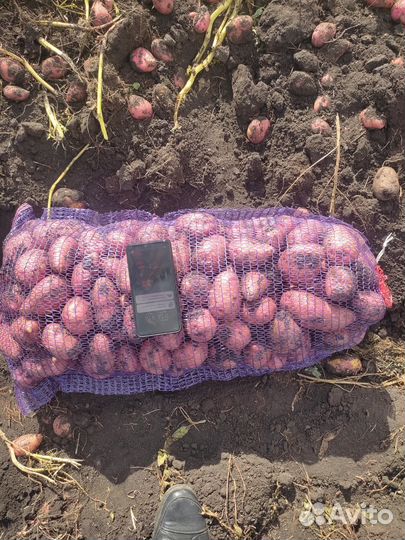 Продам картофель новый урожай с доставкой
