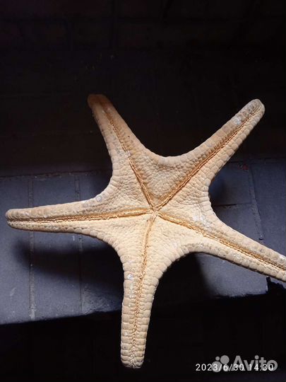 Морская звезда