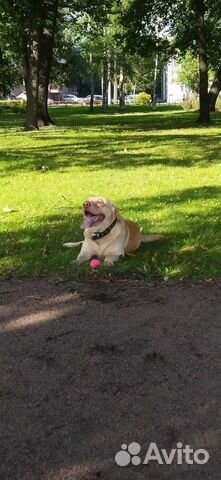 Кобель лабрадора вязка,случка