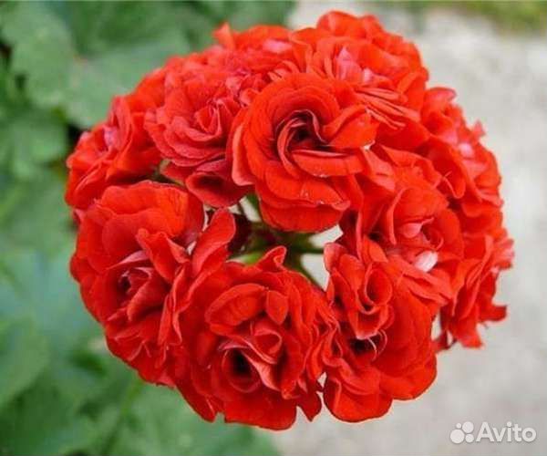 Пеларгония герань розебудная