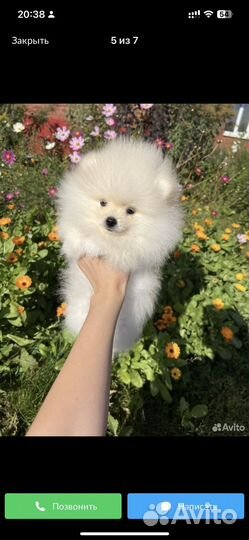 Щенки шпица мини