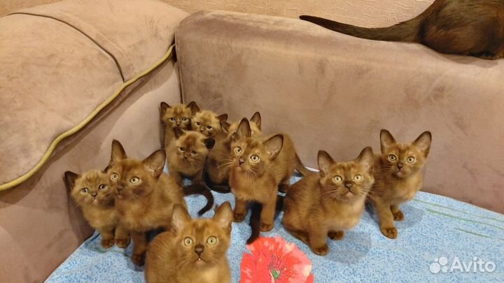 Бурманские котята