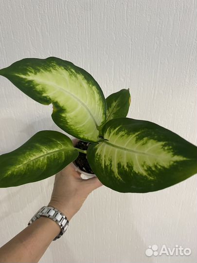 Диффенбахия саммер стайл