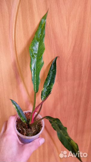 Филодендрон Карамель Марбл вар, Биллитау вар и др