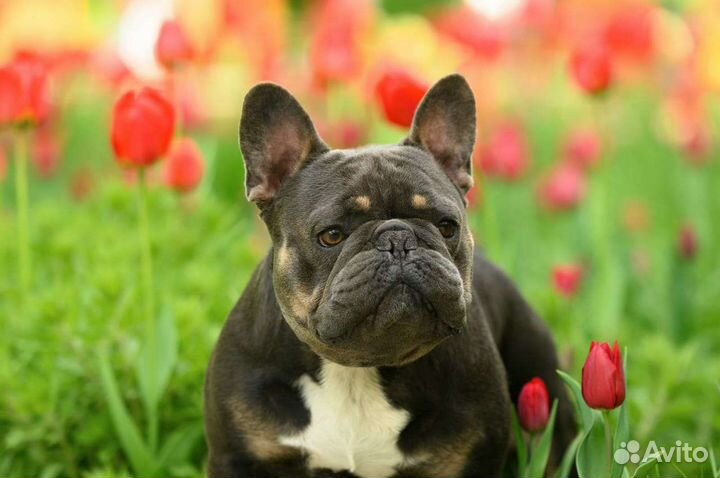 Французский бульдог