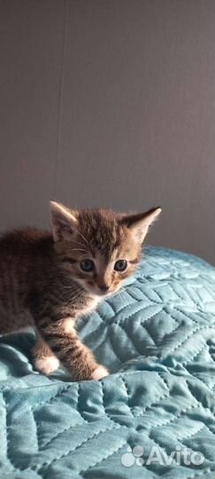 Котята