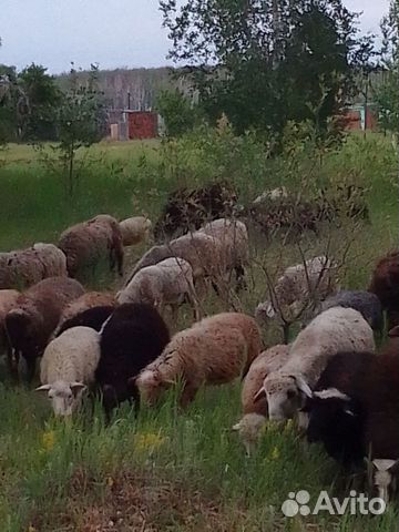 Ягнята,Баранов,коз,ярок,овцаматки стадо объявление продам