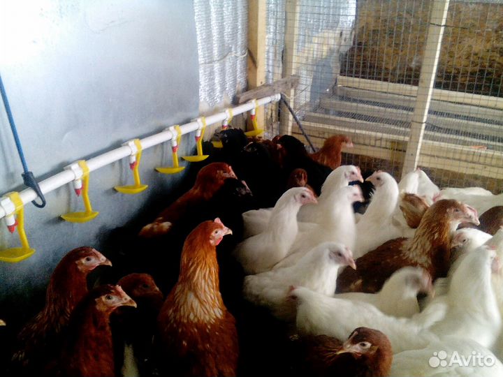 Куры несушки