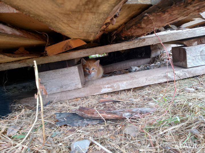 Котята в добрые руки