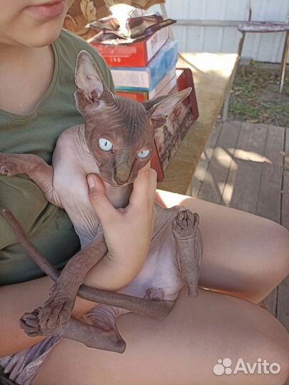 Канадский сфинкс