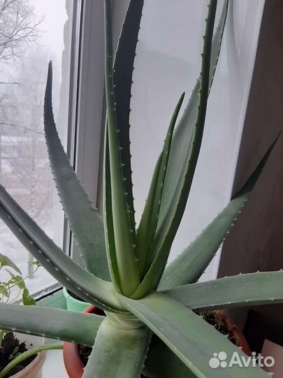 Алоэ вера лечебное