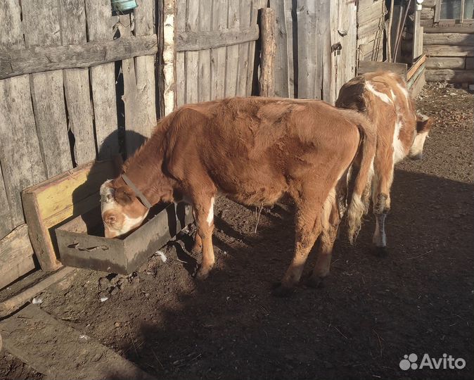Бычки телята