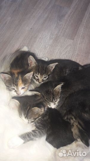 Котята в дар бесплатно