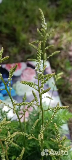 Волжанка кокорышелистная