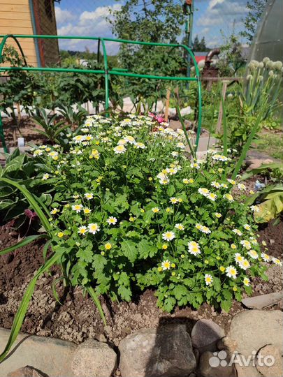 Пиретрум девичий