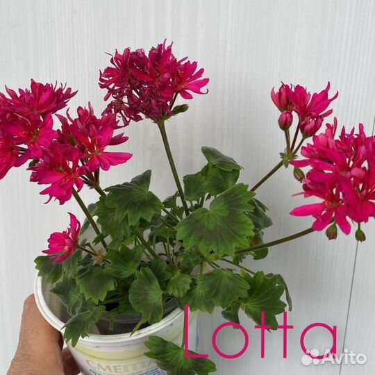 Черенки пеларгонии