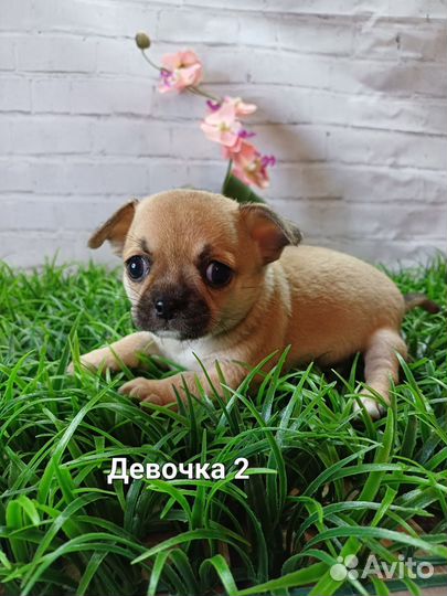 Чихуахуа