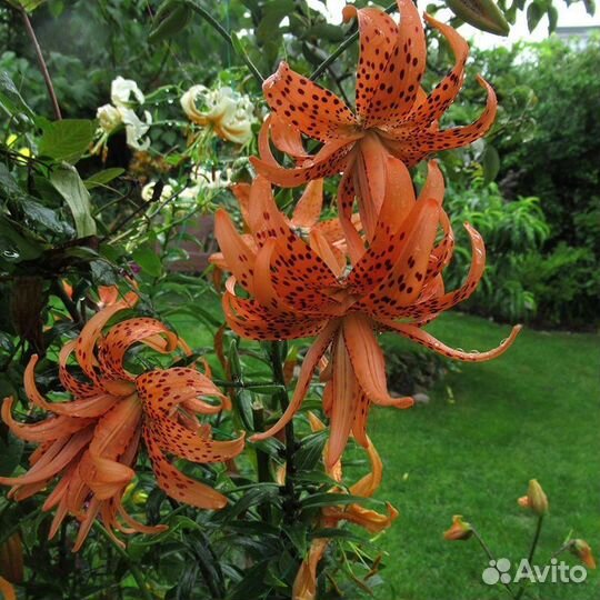 Цветы лилии луковицы