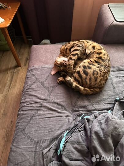 Бенгальский кот на вязку