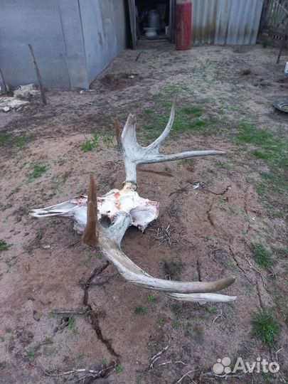 Рога лося