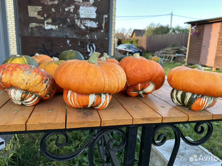 Тыква декоративная