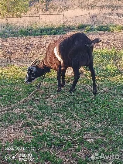 Нубийские коза дойная