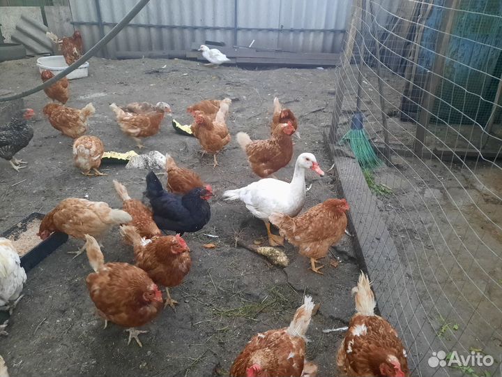 Куры бульонки