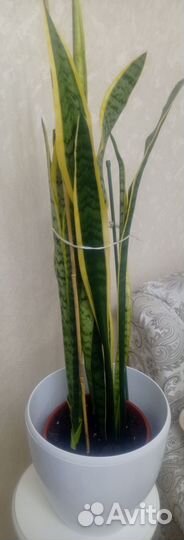 Сансевиерия