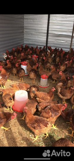 Куры редбро