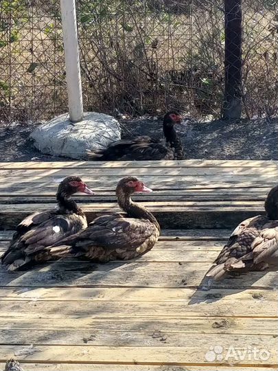 Мясо на заказ индоутки и утки муларды