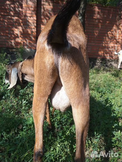 Англо-нубийские козы