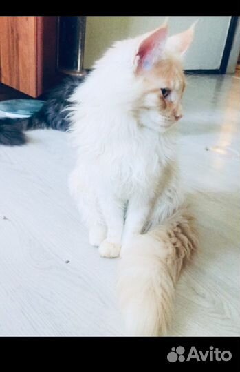 Мейнкун кот чистокровный почти три