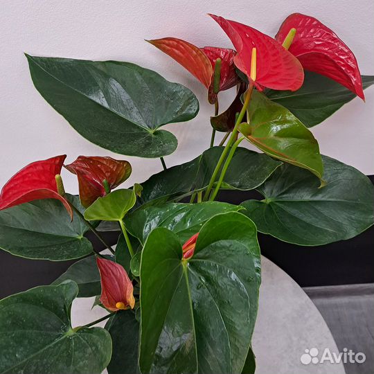 Комнатные цветы антуриум