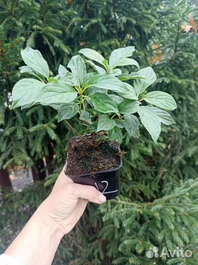 Гортензия метельчатая Лайм Лайт