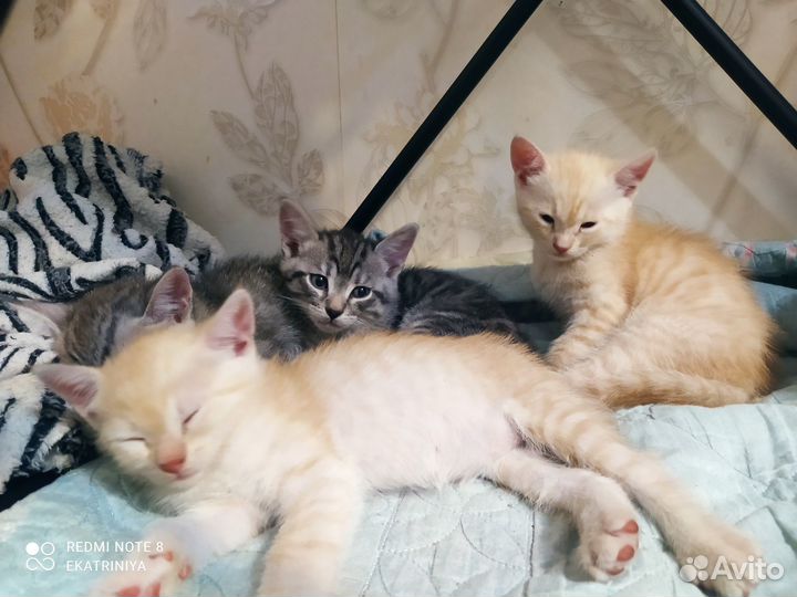 Котята в добрые руки