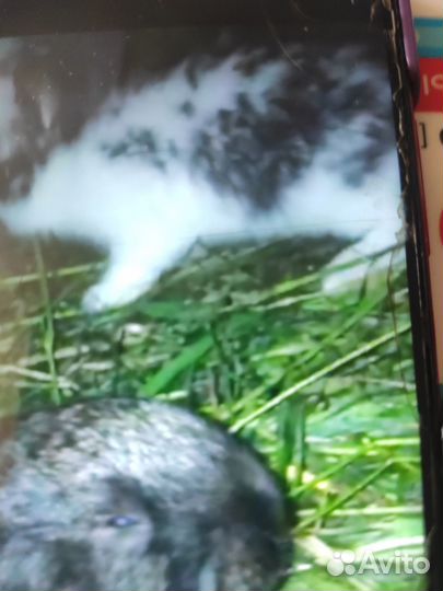 Крольчихи на племя