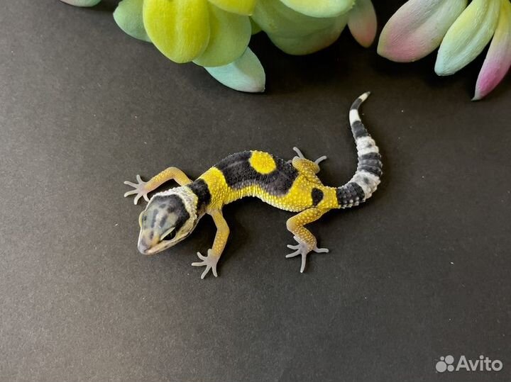 Эублефар, неопред