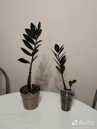 Замиокулькас черный.Равен