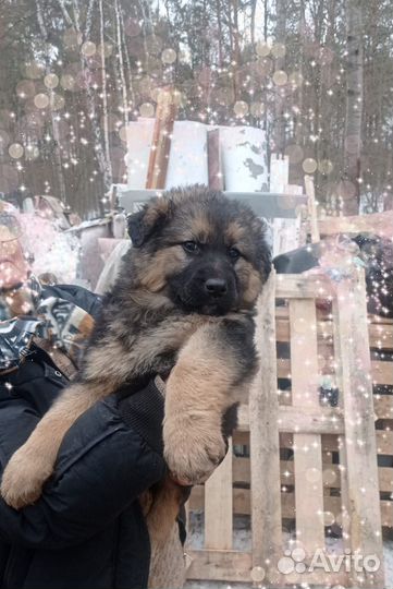 Щенок Альфа ищет дом