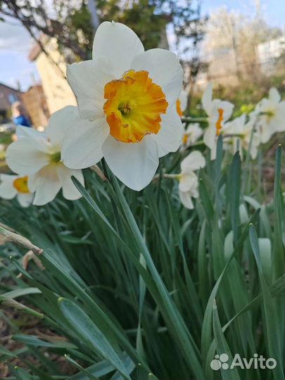 Нарцисс
