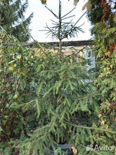 Ель, малина