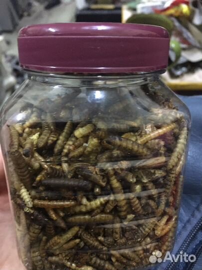 Корм для грызунов