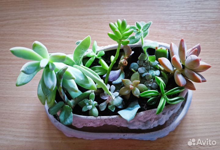 Набор суккулентов
