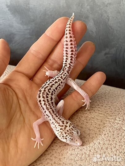 Геккон эублефар